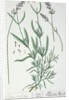 Lavender Spike by Elizabeth Blackwell