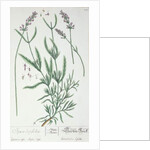 Lavender Spike by Elizabeth Blackwell