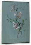 Honeysuckle by Pierre Joseph Redouté