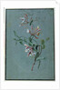 Honeysuckle by Pierre Joseph Redouté