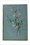 Honeysuckle by Pierre Joseph Redouté