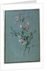 Honeysuckle by Pierre Joseph Redouté