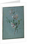 Honeysuckle by Pierre Joseph Redouté