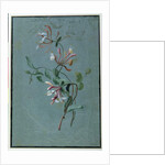 Honeysuckle by Pierre Joseph Redouté