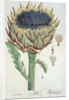 Artichoke by Elizabeth Blackwell