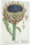 Artichoke by Elizabeth Blackwell