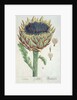 Artichoke by Elizabeth Blackwell