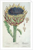 Artichoke by Elizabeth Blackwell