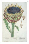Artichoke by Elizabeth Blackwell