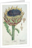 Artichoke by Elizabeth Blackwell