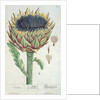 Artichoke by Elizabeth Blackwell