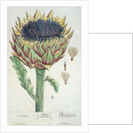 Artichoke by Elizabeth Blackwell