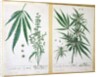 Cannabis mas and Cannabis foemina by Elizabeth Blackwell