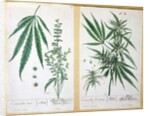 Cannabis mas and Cannabis foemina by Elizabeth Blackwell