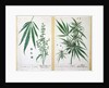 Cannabis mas and Cannabis foemina by Elizabeth Blackwell