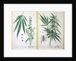 Cannabis mas and Cannabis foemina by Elizabeth Blackwell