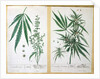 Cannabis mas and Cannabis foemina by Elizabeth Blackwell