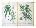 Cannabis mas and Cannabis foemina by Elizabeth Blackwell