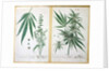 Cannabis mas and Cannabis foemina by Elizabeth Blackwell