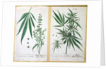 Cannabis mas and Cannabis foemina by Elizabeth Blackwell