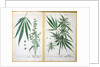 Cannabis mas and Cannabis foemina by Elizabeth Blackwell