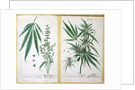 Cannabis mas and Cannabis foemina by Elizabeth Blackwell