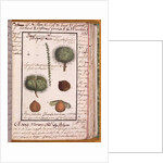 Ms 115 Chestnut by Italian School