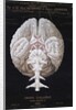 The Brain by French School
