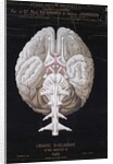 The Brain by French School