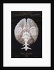 The Brain by French School