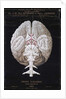 The Brain by French School