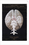 The Brain by French School