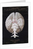 The Brain by French School