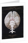 The Brain by French School