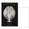 The Brain by French School