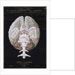 The Brain by French School