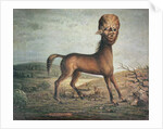 Hydrocephalic mare, born 21st January 1821, 1835 by French School