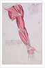 Musculature of the arm and shoulder, 1634 by French School