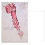 Musculature of the arm and shoulder, 1634 by French School