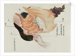 The stomach and intestines from the dissection of a torture victim of 1796 by Japanese School