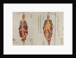 The lungs from the dissection of a torture victim of 1796 by Japanese School