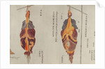 The lungs from the dissection of a torture victim of 1796 by Japanese School