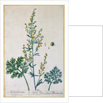 bsinth by Elizabeth Blackwell