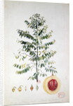The Nutmeg Tree, Flower and Fruit by French School