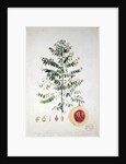 The Nutmeg Tree, Flower and Fruit by French School