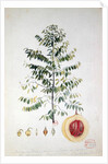 The Nutmeg Tree, Flower and Fruit by French School