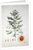 The Nutmeg Tree, Flower and Fruit by French School