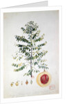 The Nutmeg Tree, Flower and Fruit by French School