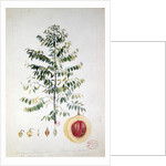 The Nutmeg Tree, Flower and Fruit by French School