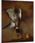 A mallard duck hanging on a wall with a Seville orange, 1720-30 by Jean-Baptiste Simeon Chardin
